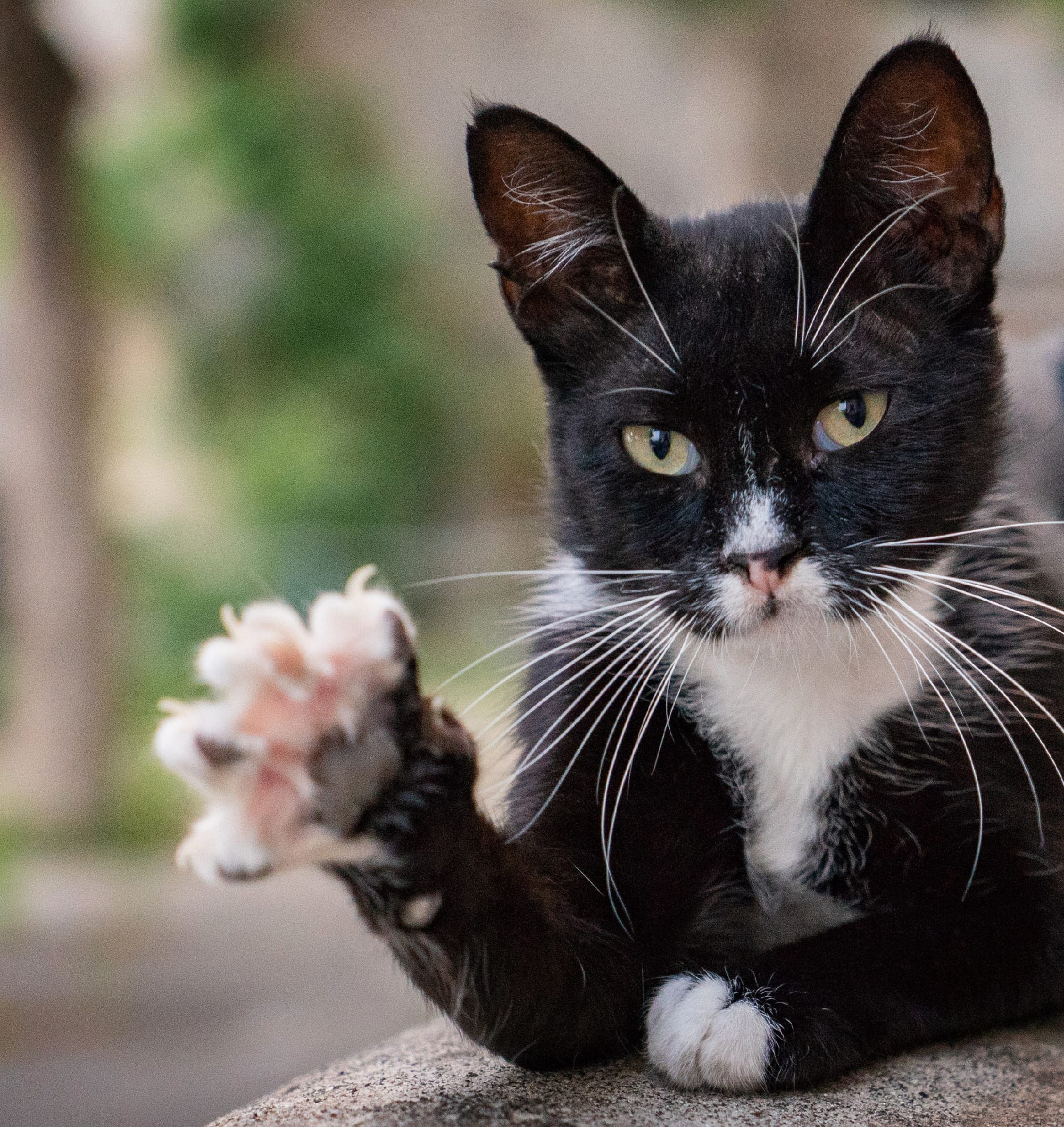 Кошачьи лапки в райском месте