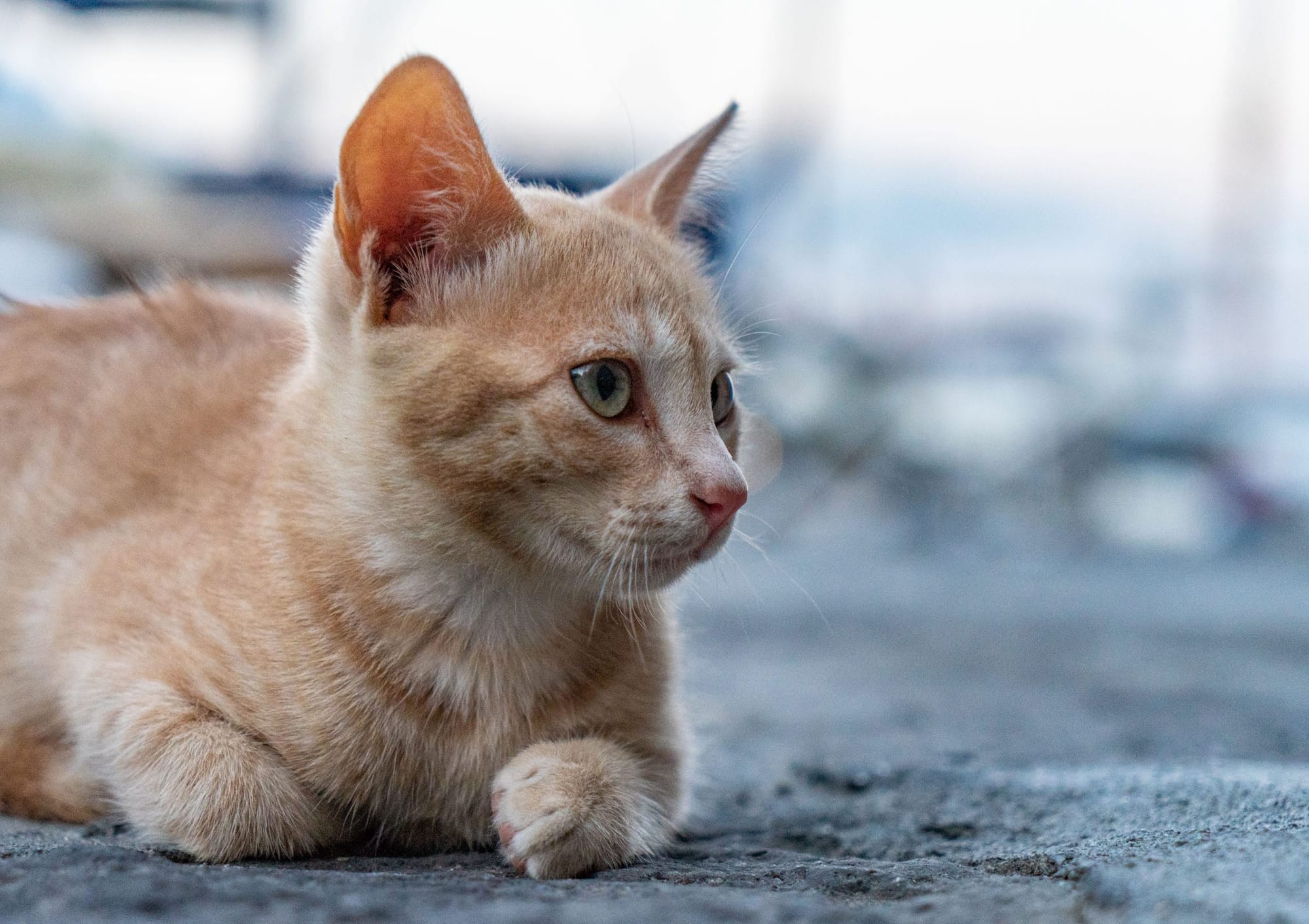 Котики в порту Амальфи