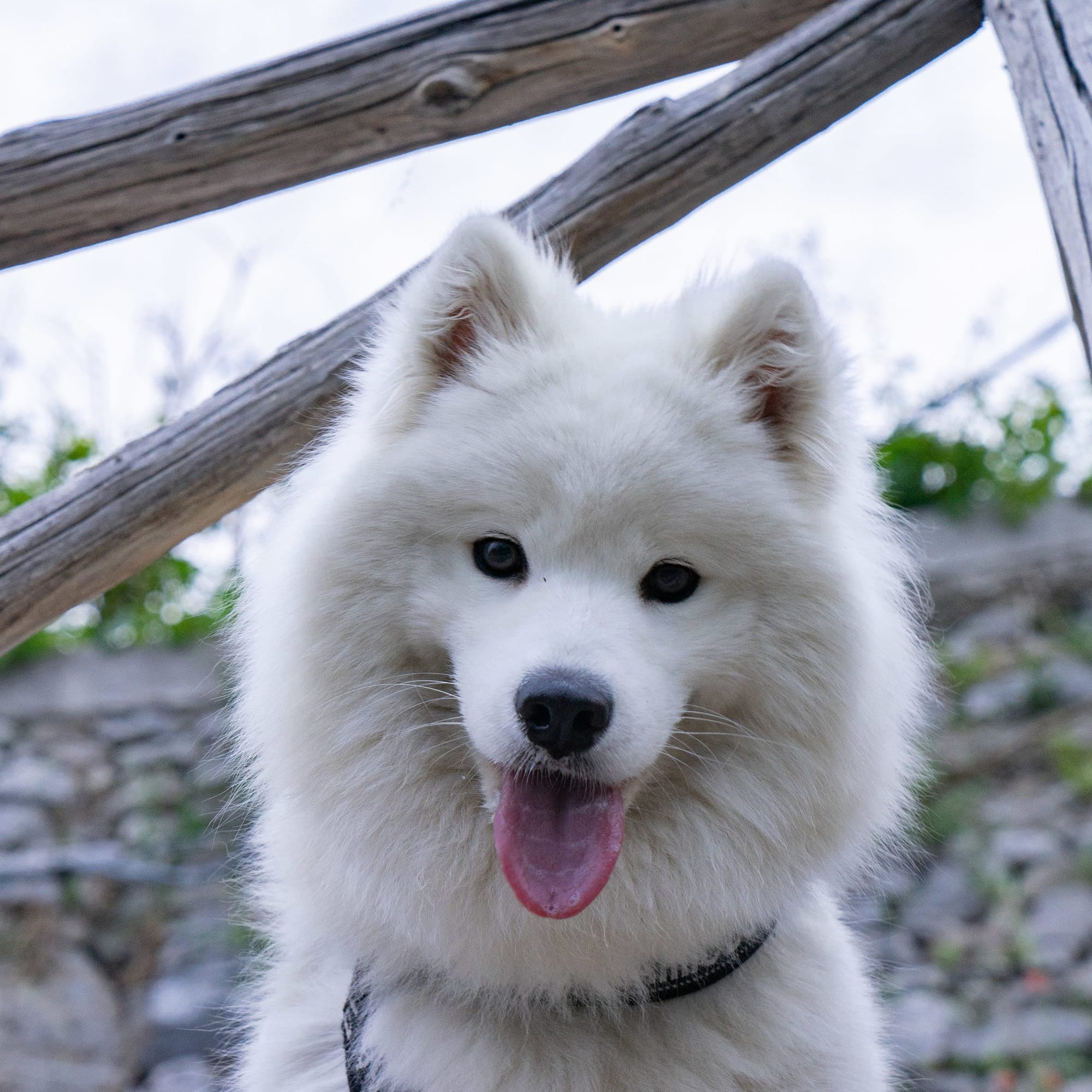 Дедушка штукарь